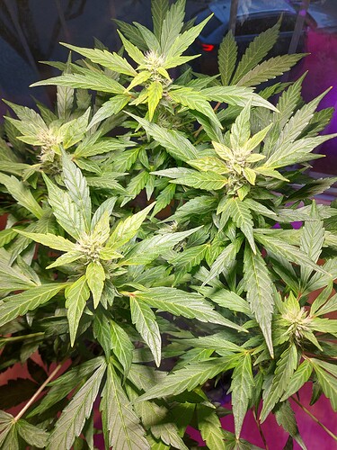 Growreport Bild 9