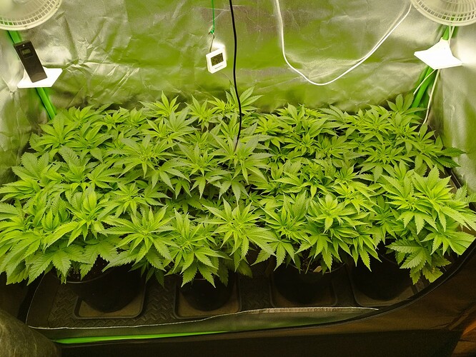 Growreport Bild 3