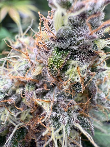 Growreport Bild 9