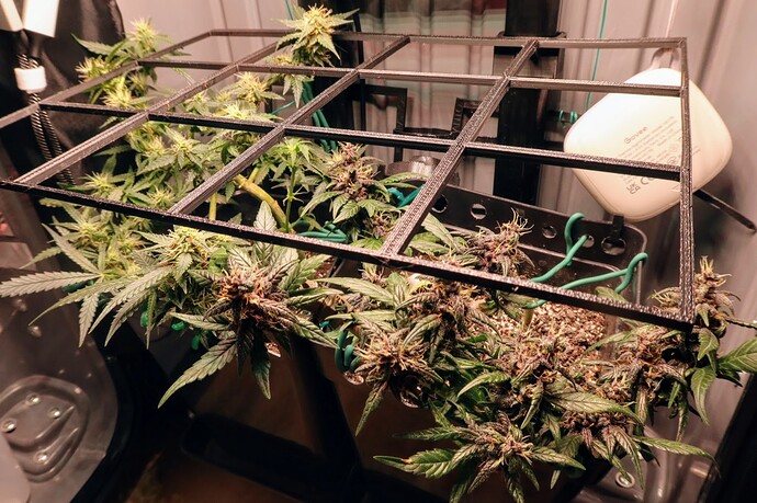 SCROG01