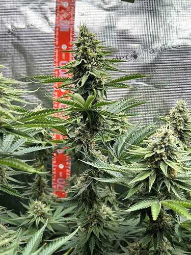 Nahaufnahme einer blühenden Cannabis-Pflanze in einem Grow-Zelt mit einer Messskala im Hintergrund.