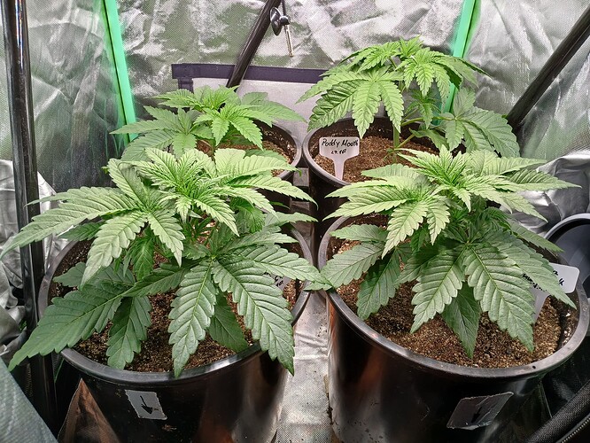 Growreport Bild 1
