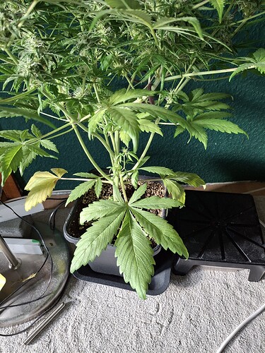 Growreport Bild 8