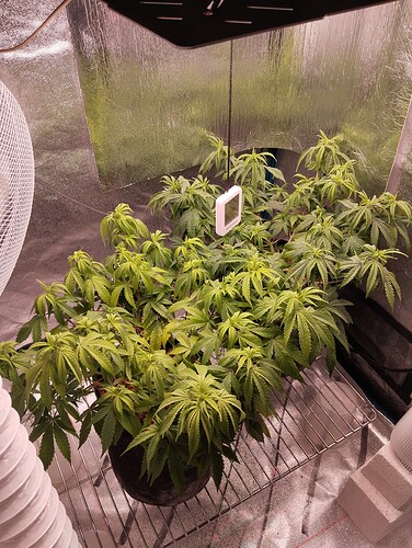 IMG_20241102_202939 - Kopie