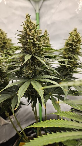 Growreport Bild 4