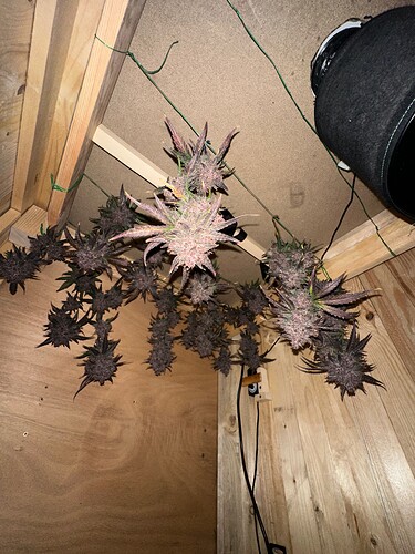 Growreport Bild 27