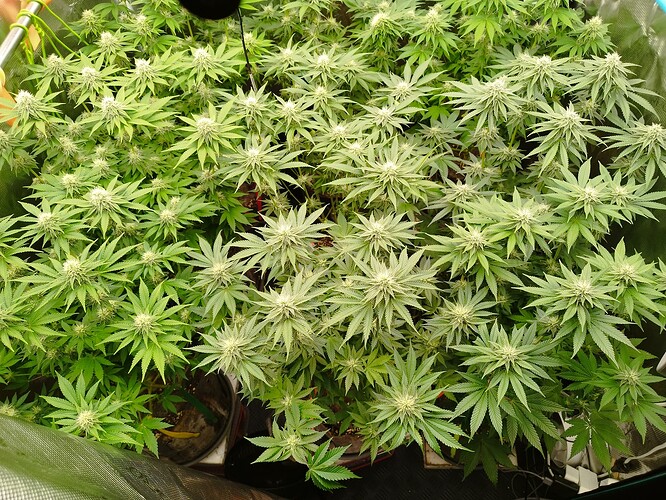 Growreport Bild 6