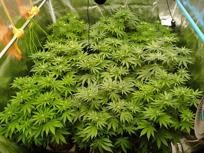 Growreport Bild 9