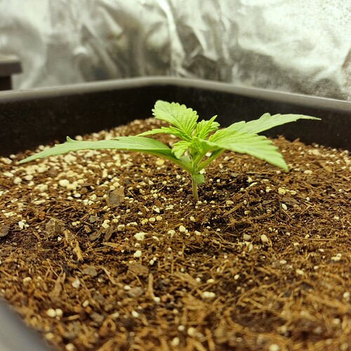 Growreport Bild 5