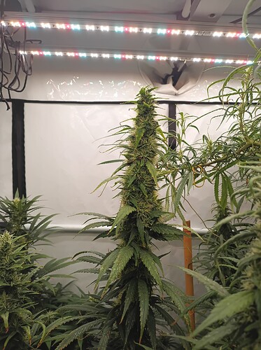 Growreport Bild 8