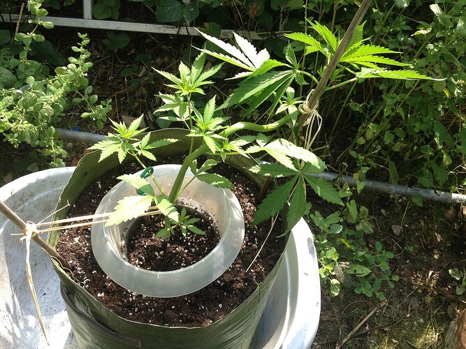 Growreport Bild 22