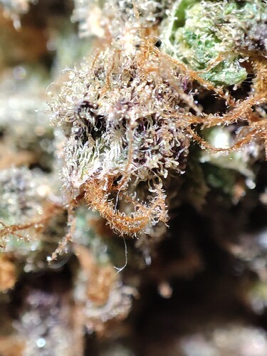 Growreport Bild 34