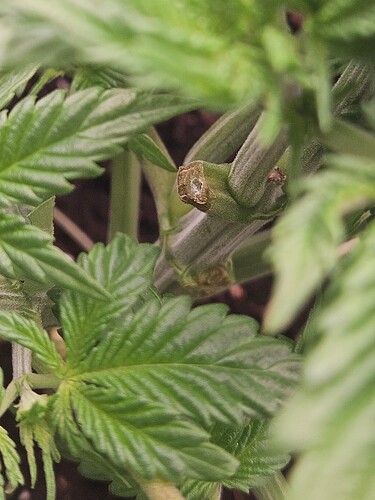 Growreport Bild 2