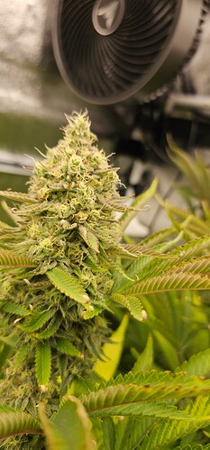 Growreport Bild 7