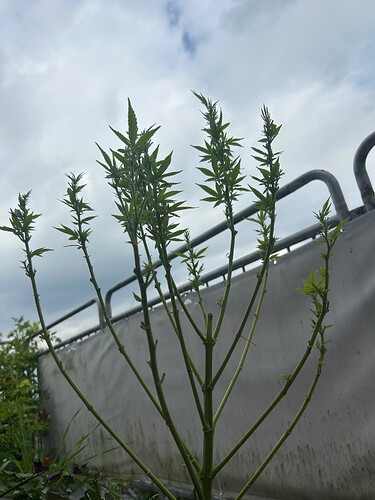 Growreport Bild 9