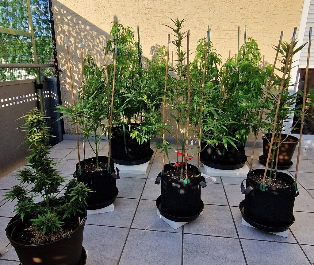 Godfather´s Fruit Forest