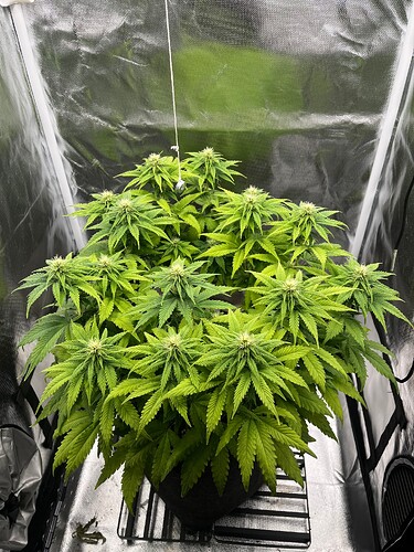 Growreport Bild 1