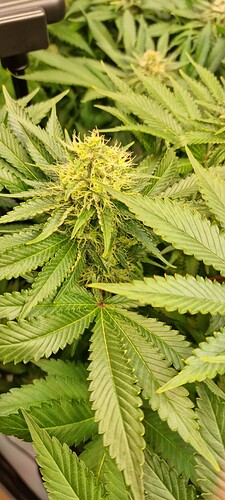 Growreport Bild 30