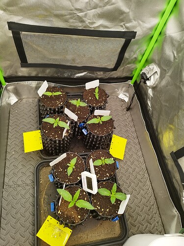 Sechs junge Cannabispflanzen in kleinen Töpfen, die in einem Zelt aufgestellt sind. Einige Pflanzen haben gelbe Klebefallen daneben.