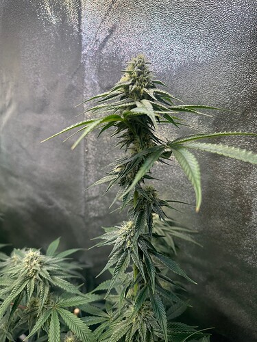 Growreport Bild 5