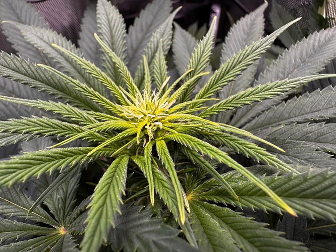 Growreport Bild 1