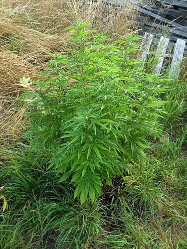 Growreport Bild 5