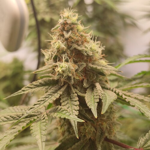 Growreport Bild 6