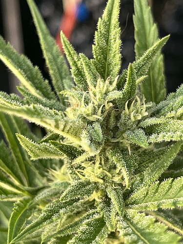 Growreport Bild 3