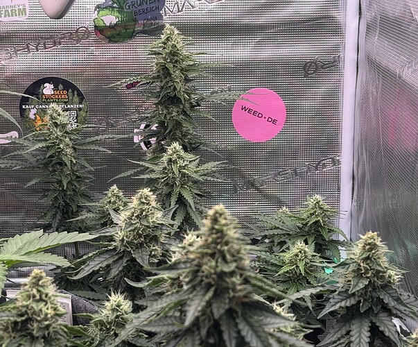 Growreport Bild 2
