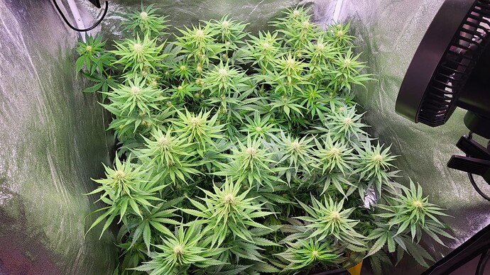 Growreport Bild 4