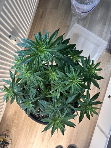 Growreport Bild 28