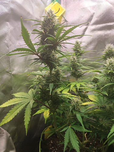 Growreport Bild 1
