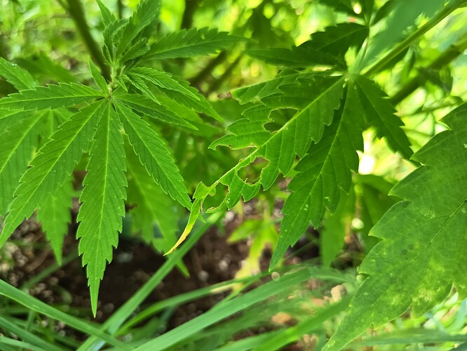 Growreport Bild 2