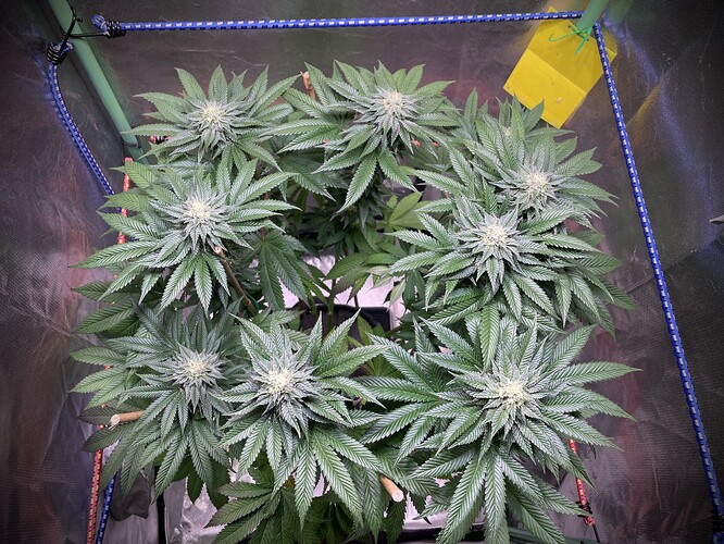 Growreport Bild 7
