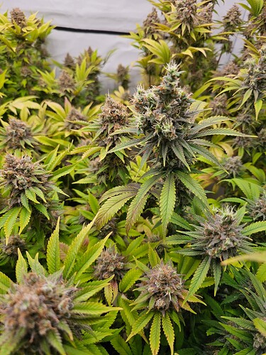 Growreport Bild 9