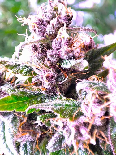 Growreport Bild 13