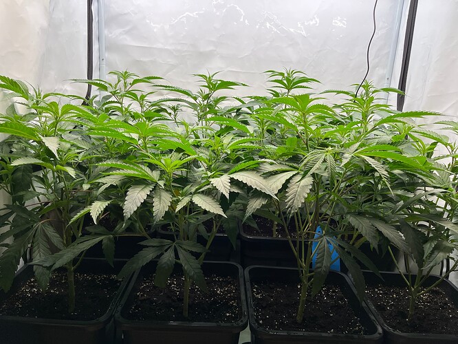 Growreport Bild 25