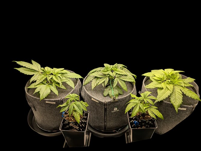 Growreport Bild 13