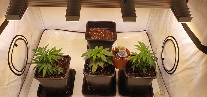 Growreport Bild 1