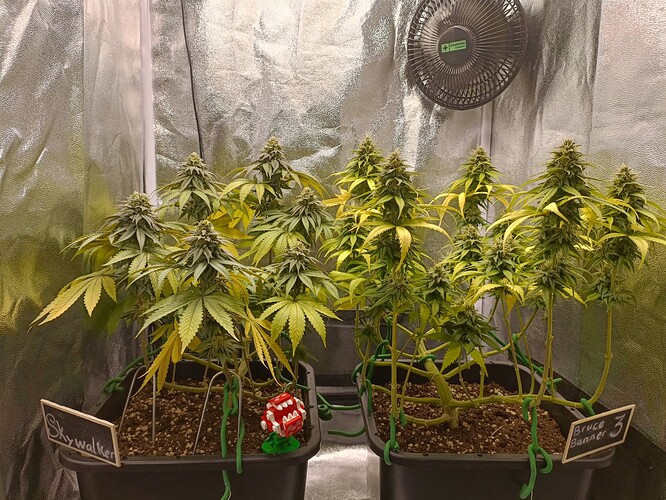 Growreport Bild 14