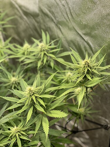 Growreport Bild 5