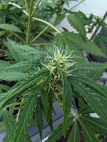 PXL_20240604_182603345