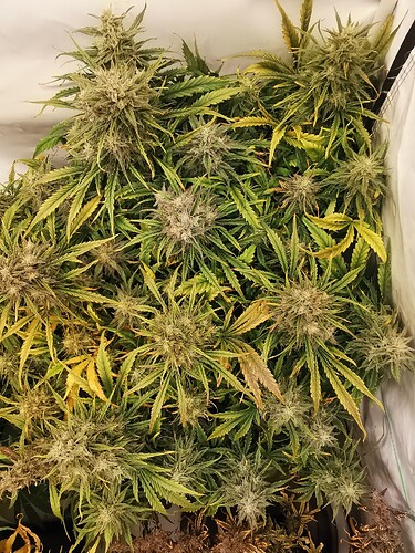 Growreport Bild 2