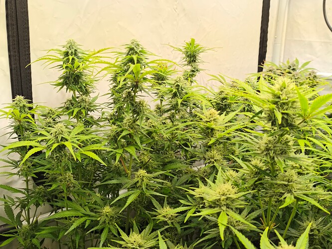 Growreport Bild 4