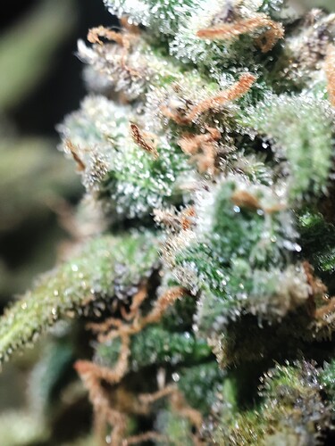 Growreport Bild 14