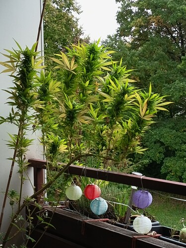 Growreport Bild 2