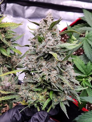 Growreport Bild 3