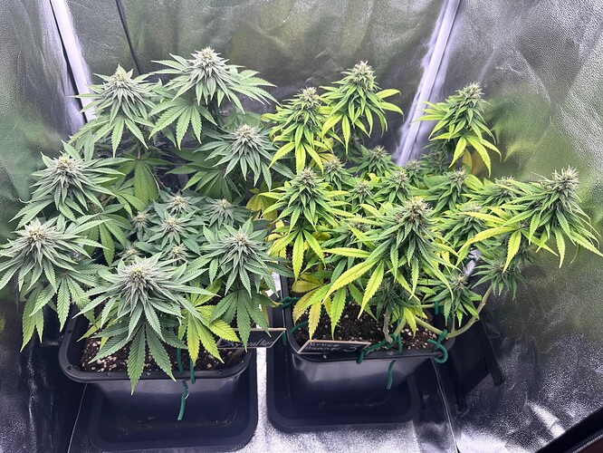 Growreport Bild 42