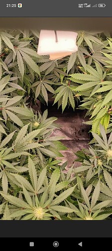 Growreport Bild 49