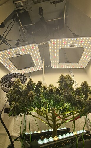 Growreport Bild 117